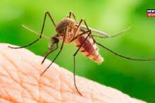 রোজ রাত হলেই মশাদের গান বিরক্তি ধরায়! কিন্তু শুধু কানের কাছেই কেন? জানলে চমকে উঠবেন