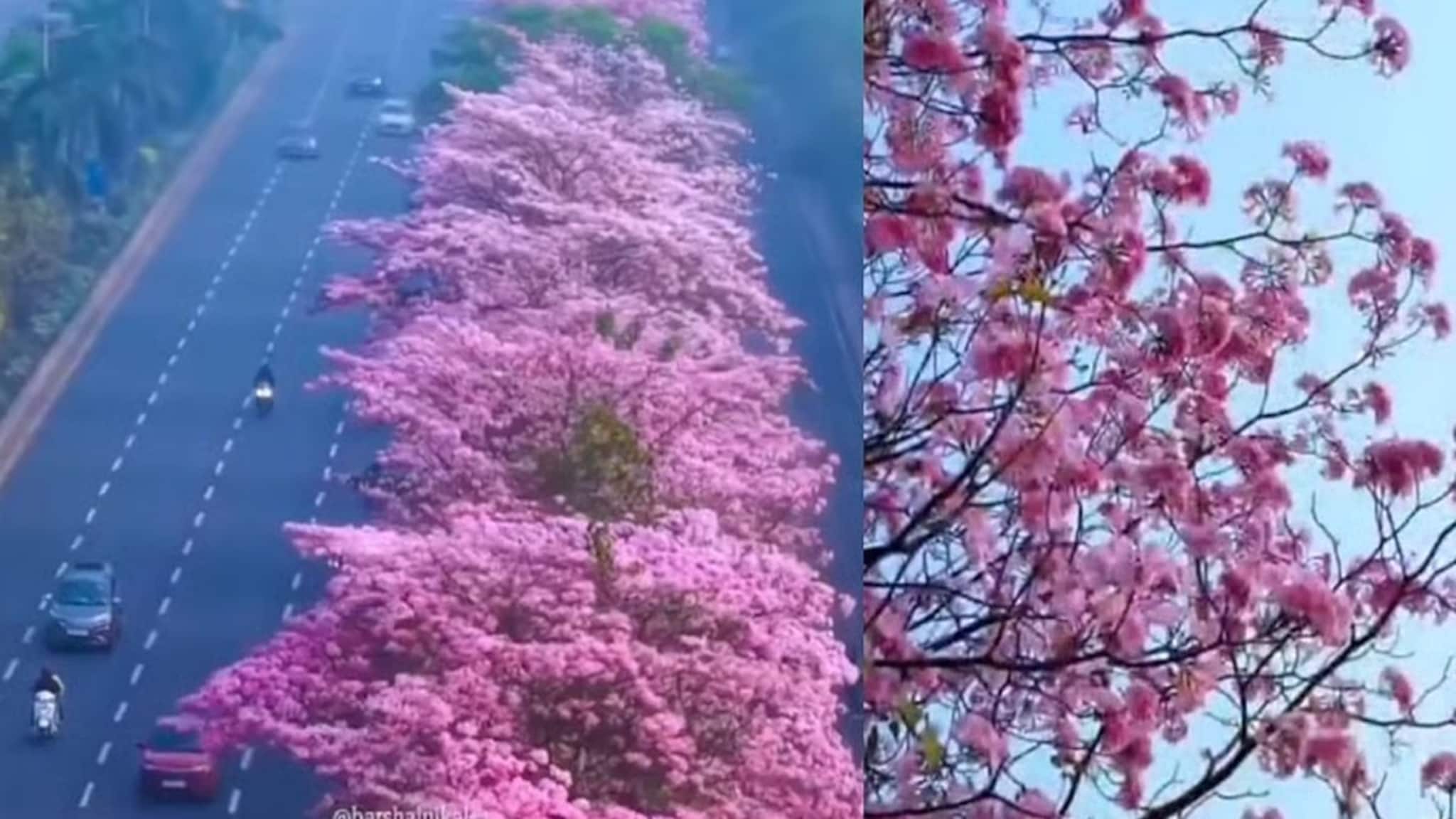 জাপানের মতোই মুম্বইয়েরও আছে চেরি ব্লসম: কোথায়, কীভাবে পৌঁছাবেন, টিকিটের প্রয়োজন আছে কি না জেনে নিন বিশদে