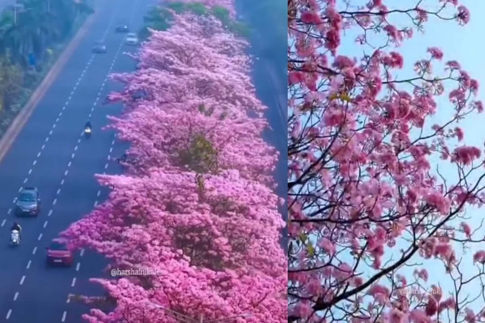 জাপানের মতোই মুম্বইয়েরও আছে চেরি ব্লসম: কোথায়, কীভাবে পৌঁছাবেন, টিকিটের প্রয়োজন আছে কি না