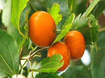 সোনার চেয়েও দামি এই ফল সরাসরি খেলে বিষাক্ত!কিন্তু আয়ুর্বেদে অমৃত,কী ফল বলুন তো? গুণ জানুন