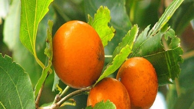 मुशिनी बीज: सीधे खाने पर जहरीले, आयुर्वेद में शुद्धिकरण के बाद अमृत