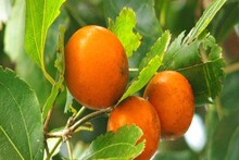 Mushini Seeds: সোনার চেয়েও দামি এই ফল সরাসরি খেলে বিষাক্ত! কিন্তু আয়ুর্বেদে অমৃত, কী ফল বলুন তো? গুণ জানুন