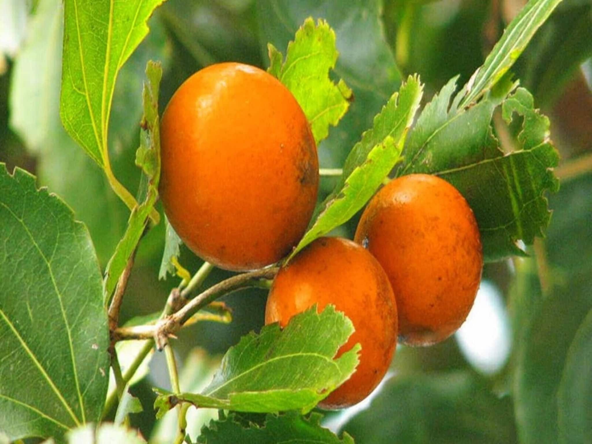 সোনার চেয়েও দামি এই ফল সরাসরি খেলে বিষাক্ত!কিন্তু আয়ুর্বেদে অমৃত,কী ফল বলুন তো? গুণ জানুন