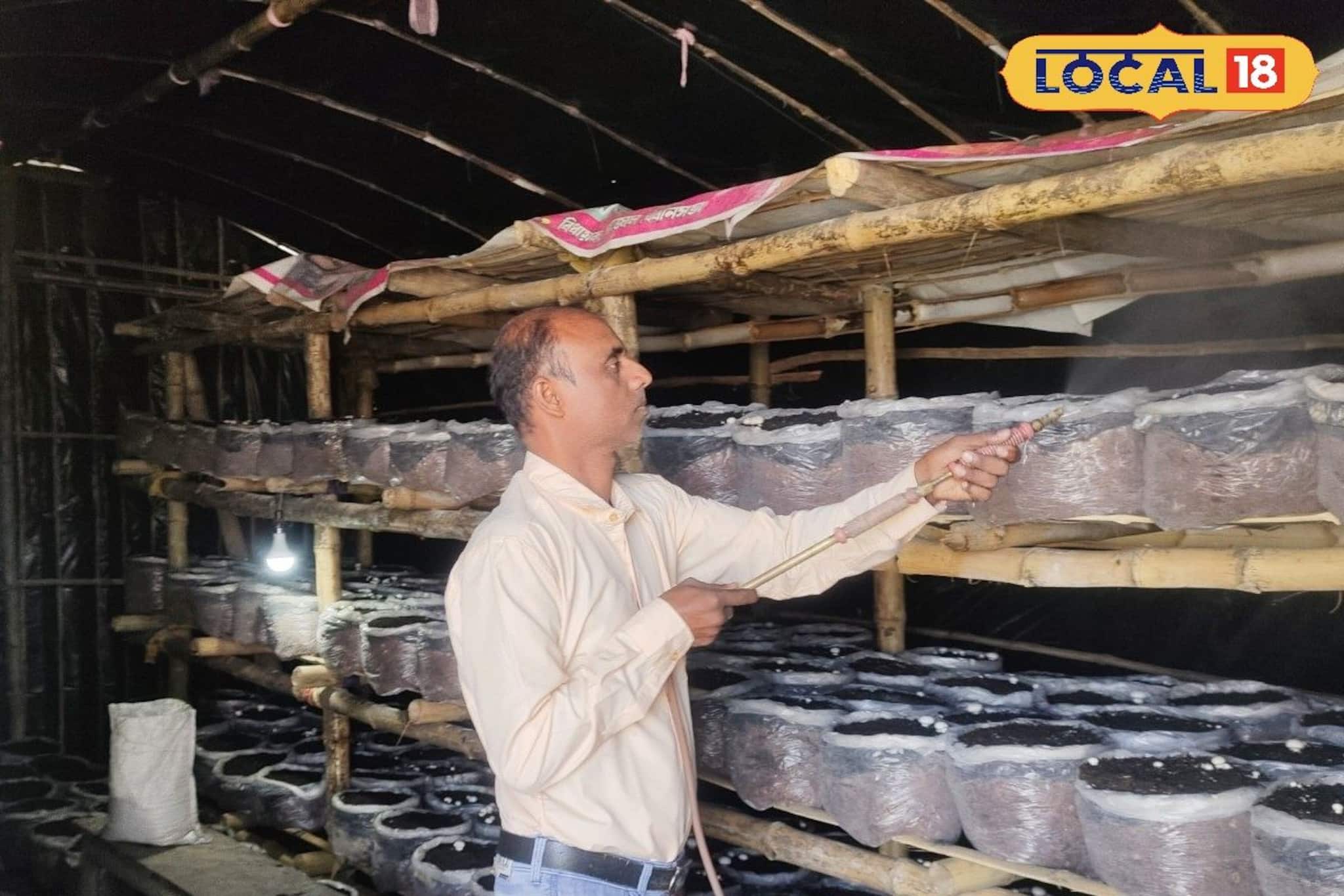 ২৫০ টাকা দরেও কাড়াকাড়ি! ধান-পাটের বদলে বাড়িতেই 'সাদা সোনা' তাক লাগালেন মালদহের চাষি