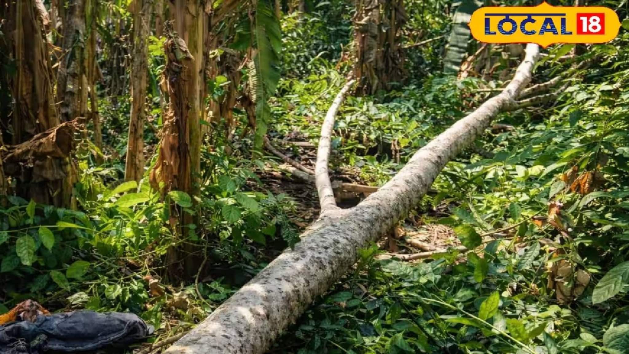 গবাদি পশুর খাবার জোগাড় করতে গিয়ে গাছ চাপা! মর্মান্তিক মৃত্যু শ্রমিকের