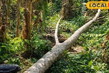 Nadia News: পাতার মায়া কেড়ে নিল তরতাজা প্রাণ! গবাদি পশুর খাবার জোগাড় করতে গিয়ে গাছ চাপা, মর্মান্তিক মৃত্যু শ্রমিকের