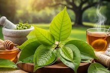 Bael Leaves Benefits: কোলেস্টেরল, ডায়াবেটিসের মহৌষধ! হজমশক্তি বৃদ্ধিতে অব্যর্থ! শুধু ২-৩ টে বেলপাতা খান এভাবে