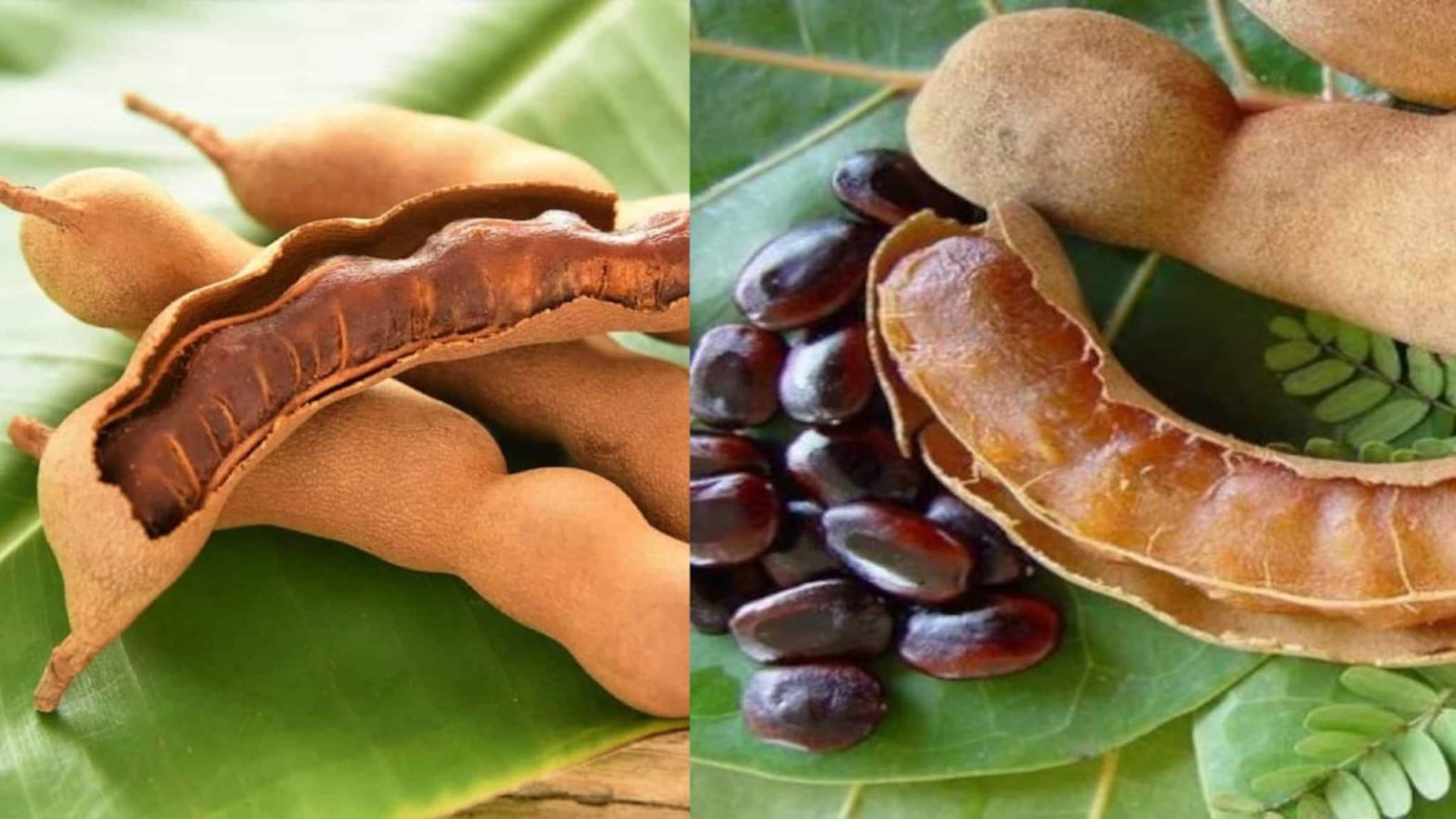 Tamarind Side Effects: তেঁতুল খেতে ভালবাসেন? দাঁতের বারোটা বাজবে! ডায়রিয়া-পেট ব্যথায় জেরবার! জানুন কারা ভুলেও দাঁতে কাটবেন না এই ফল