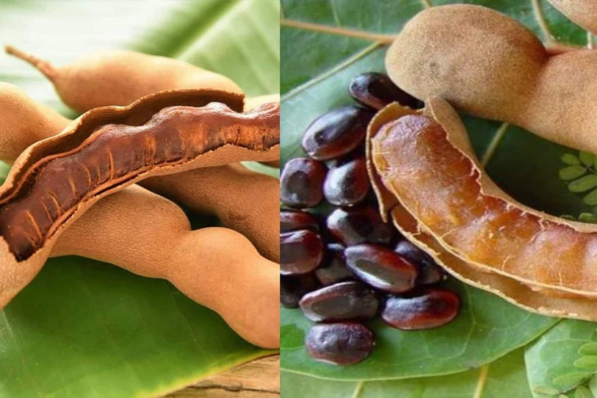 তেঁতুল পছন্দ? দাঁতের বারোটা বাজবে! ডায়রিয়া-পেট ব্যথায় জেরবার! জানুন কারা খাবেন না এই ফল