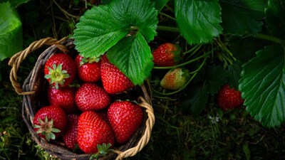 Strawberries: The Red Superfood for Men's Health, Heart, Brain, and Skin