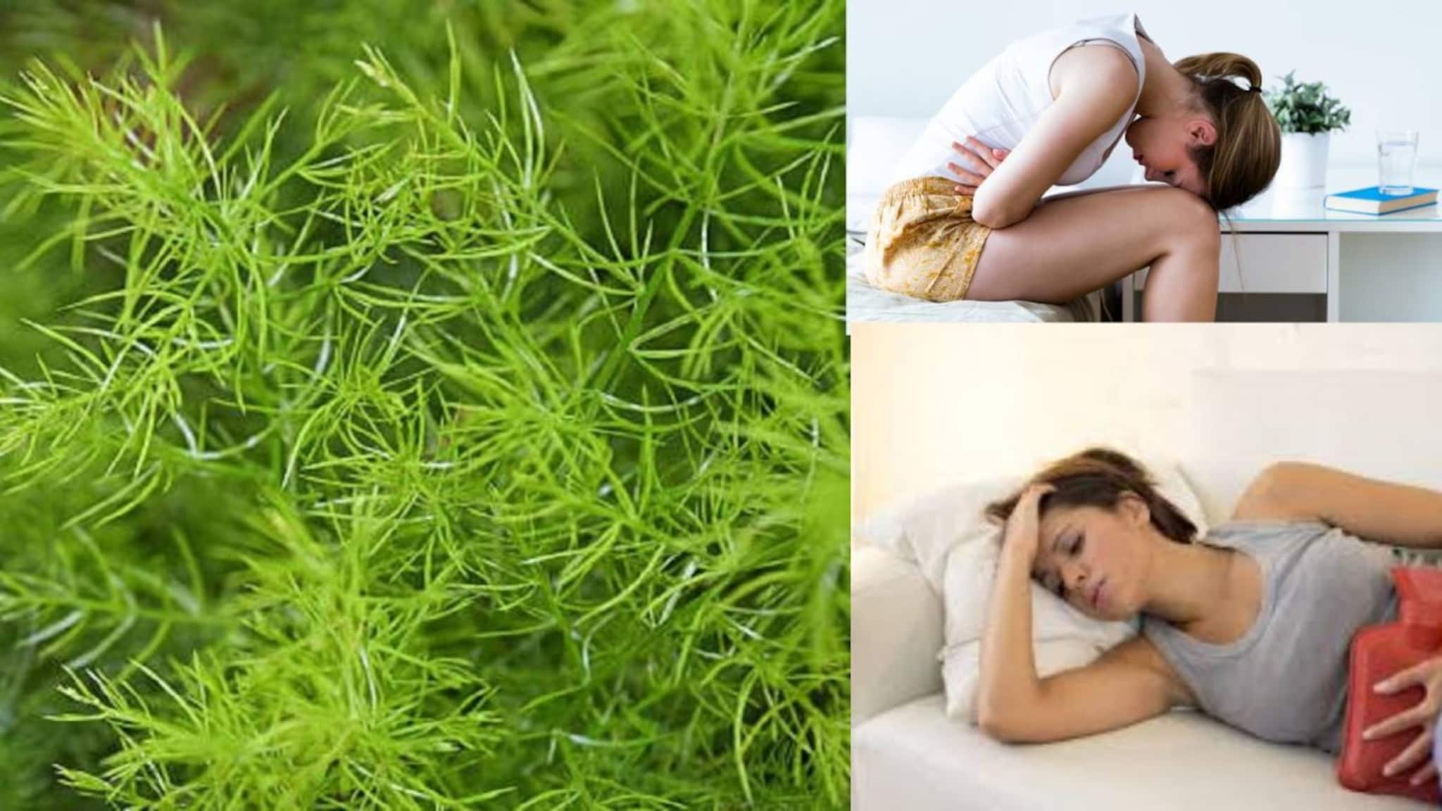 Menstrual Problems: ভিটামিন, ক্যালসিয়ামে ভরা এই আগাছা ঋতুস্রাবে অবিশ্বাস্য উপকারী! চোখের নিমেষে উধাও কষ্ট