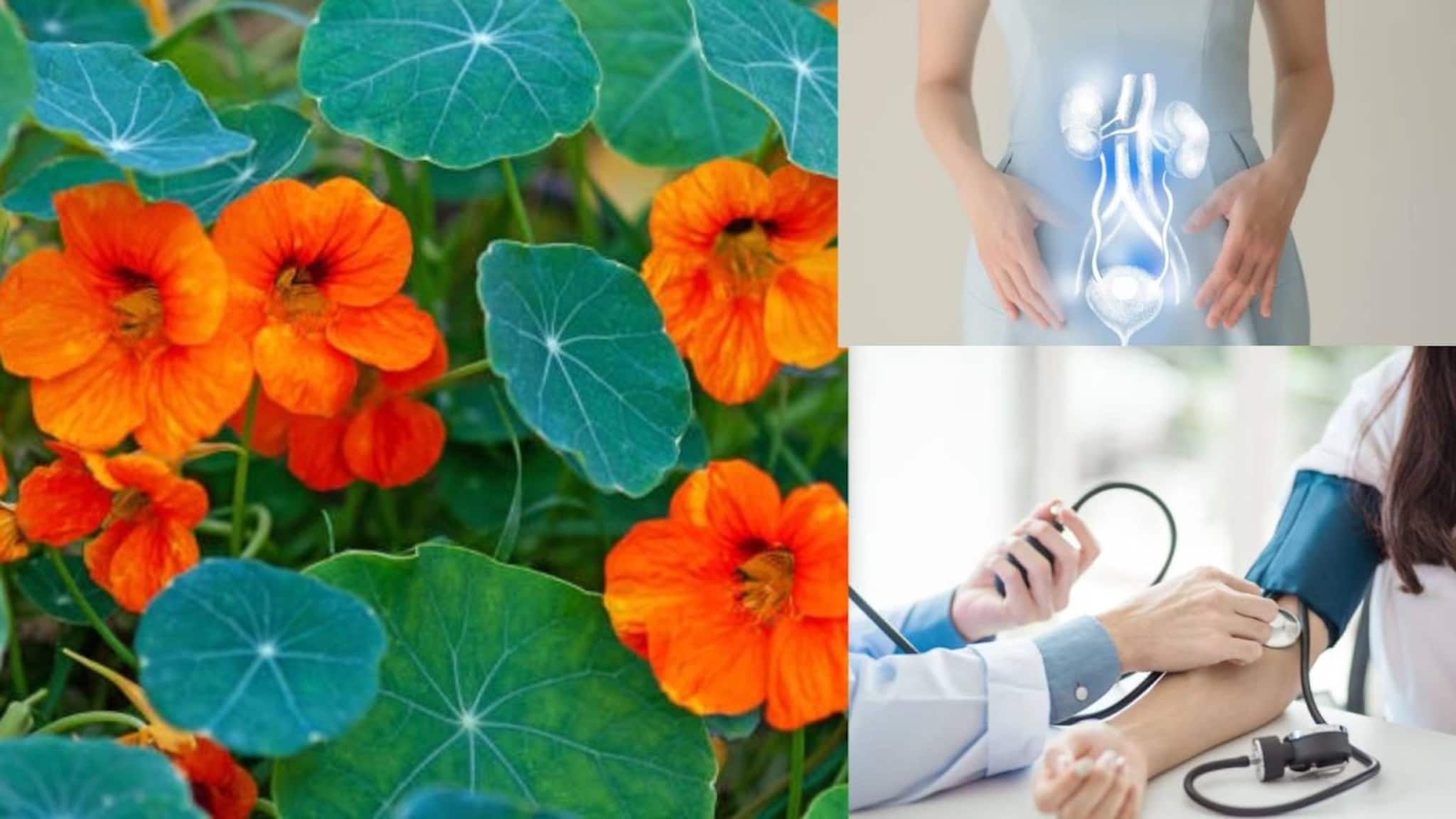 UTI Remedies: কমলা-হলুদ ফুলের গাছেই লুকিয়ে মূত্রনালীর সংক্রমণের টোটকা! দূর শ্লেষ্মা! ব্লাড প্রেশারের মহৌষধ