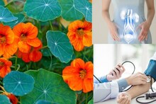 UTI Remedies: কমলা-হলুদ ফুলের গাছেই লুকিয়ে মূত্রনালীর সংক্রমণের টোটকা! দূর শ্লেষ্মা! ব্লাড প্রেশারের মহৌষধ