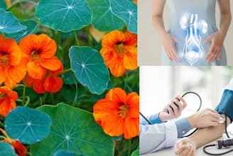 কমলা-হলুদ ফুলের গাছেই লুকিয়ে UTI-এর টোটকা! দূর শ্লেষ্মা! ব্লাড প্রেশারের মহৌষধ