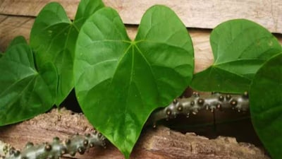 এটি পাচনতন্ত্রকে শক্তিশালী করে