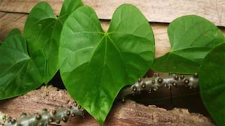 এটি পাচনতন্ত্রকে শক্তিশালী করে