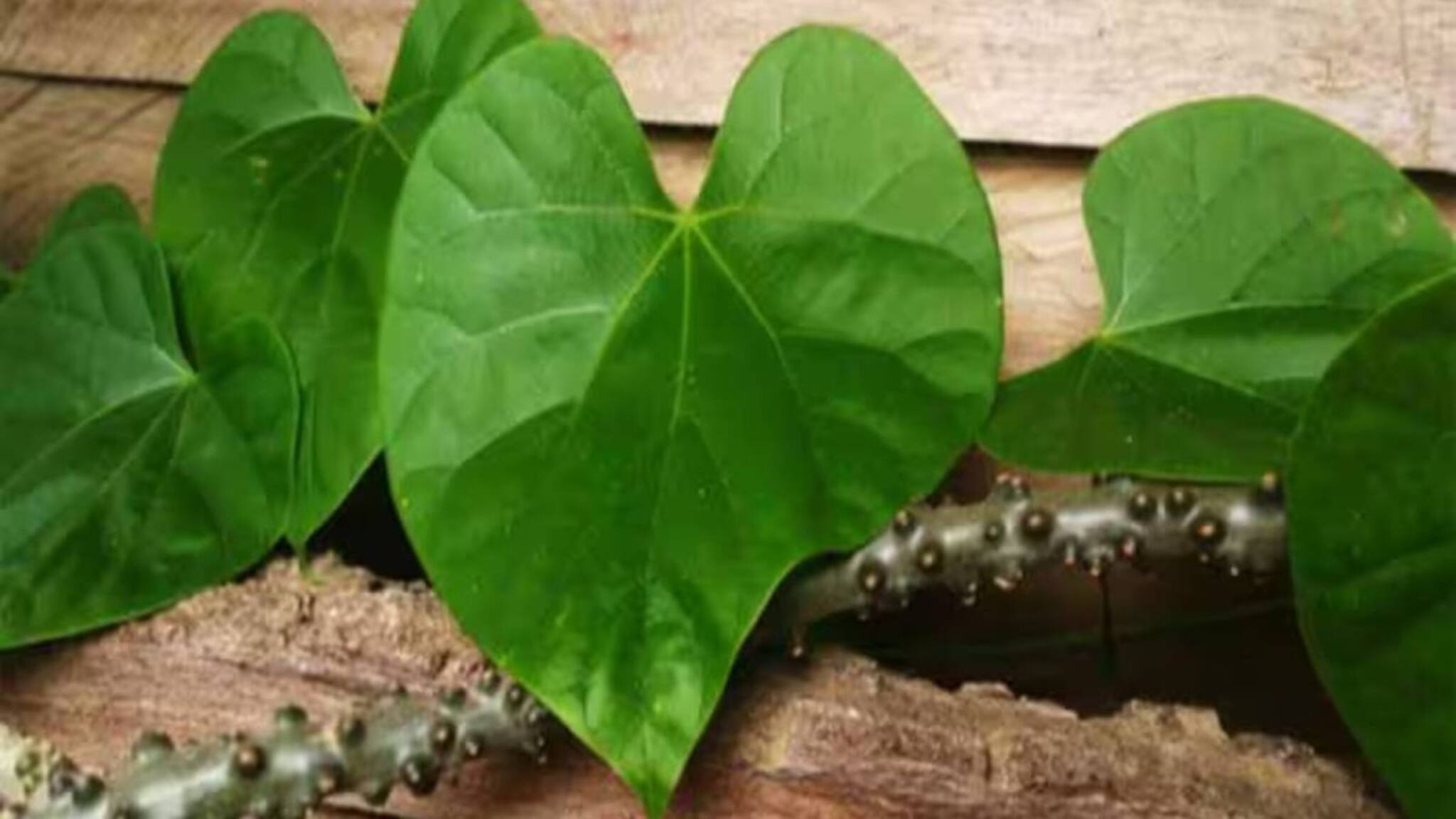 Cough & Cold Remedies: স্বাস্থ্যের জন্য অমৃত! সুস্থ লিভার, কিডনি! জ্বর-সর্দি-কাশিতে ম্যাজিকের মতো কাজ করে এই বুনো লতা
