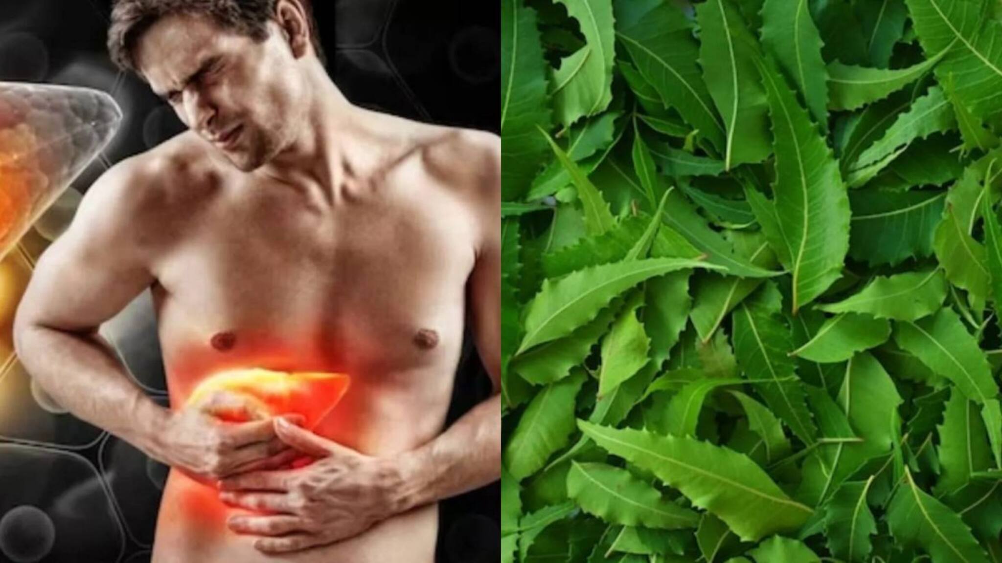 Ayurvedic Tips: সর্বরোগহরা পাতা! রোজ খালি পেটে গুনে গুনে ৫ টা মুখে ফেললেই পালাবে ফ্যাটি লিভার, রক্ত বিষাক্ত জিনিসমুক্ত