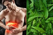 Ayurvedic Tips: সর্বরোগহরা পাতা! রোজ খালি পেটে গুনে গুনে ৫ টা মুখে ফেললেই পালাবে ফ্যাটি লিভার, রক্ত বিষাক্ত জিনিসমুক্ত