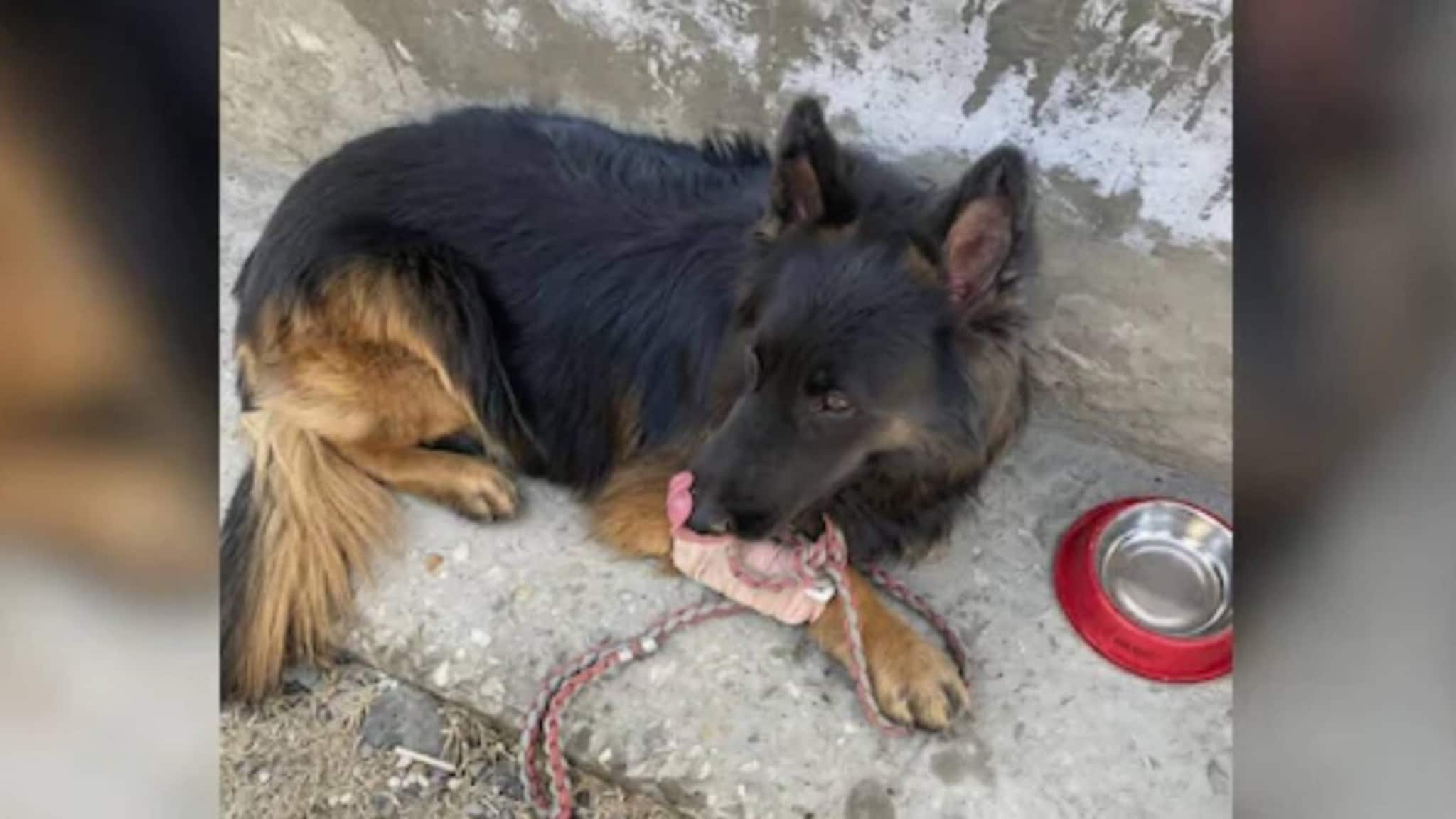 Army Dog Tyson: গুলিবিদ্ধ পা! দুর্গম পার্বত্য এলাকায় জইশ-ঘাঁটি চিনিয়ে দিল সেনাবাহিনীর সারমেয় টাইসন! অভিযানে খতম ৩ জঙ্গি