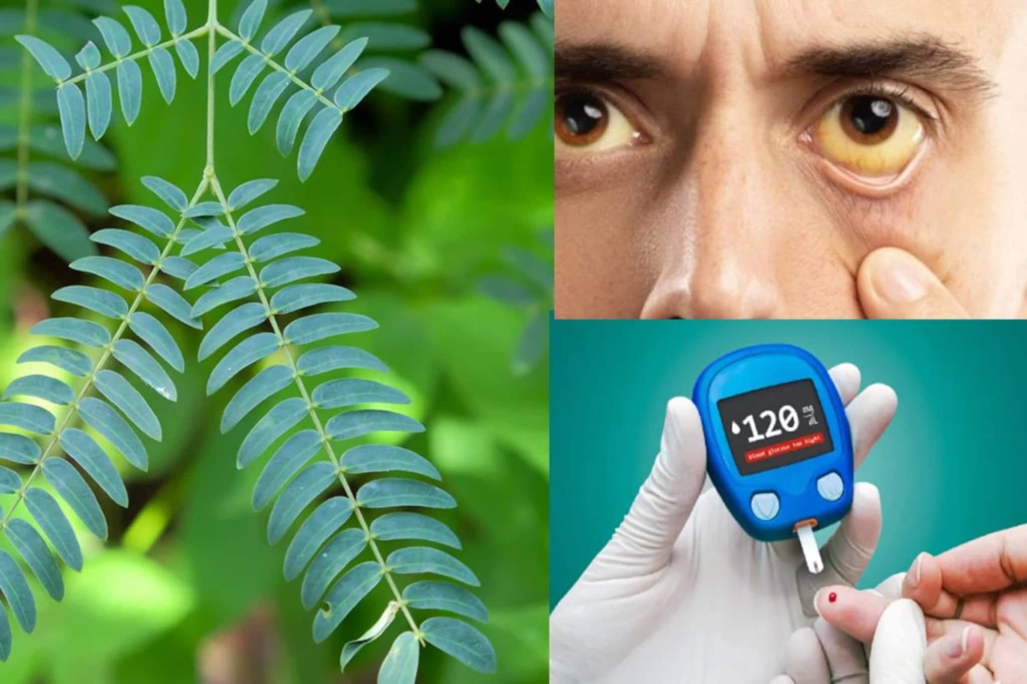 জন্ডিসের মহাশেল! ডায়রিয়ার খেল খতম! গাঁটের ব্যথায় অব্যর্থ এই ছোট্ট গাছের পাতা