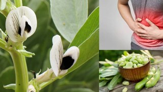 এটি নিরামিষাশীদের জন্য একটি আশীর্বাদ