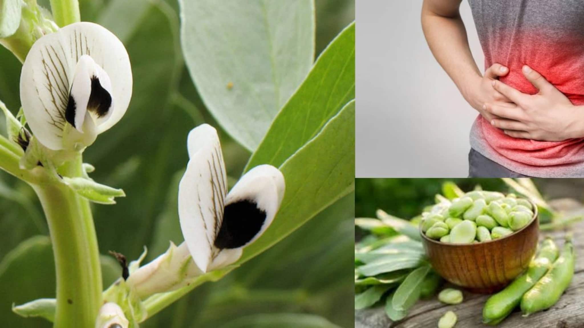 Constipation & Indigestion: জংলা গাছের ছোট্ট দানার কামাল! পেটের নোংরা সাফ! বদহজমের খেল খতম!