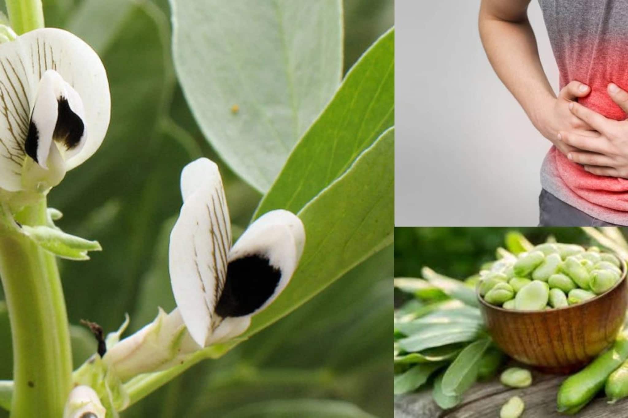 জংলা গাছের ছোট্ট দানার কামাল! পেটের নোংরা সাফ! বদহজমের খেল খতম! জংলা গাছের ছোট্ট দানার কামাল! পেটের নোংরা সাফ! বদহজমের খেল খতম!