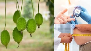 কাঁকরোলের ফাইবার হজম ব্যবস্থাকে শক্তিশালী করতে গুরুত্বপূর্ণ ভূমিকা পালন করে কাঁকরোলের ফাইবার হজম ব্যবস্থাকে শক্তিশালী করতে গুরুত্বপূর্ণ ভূমিকা পালন করে