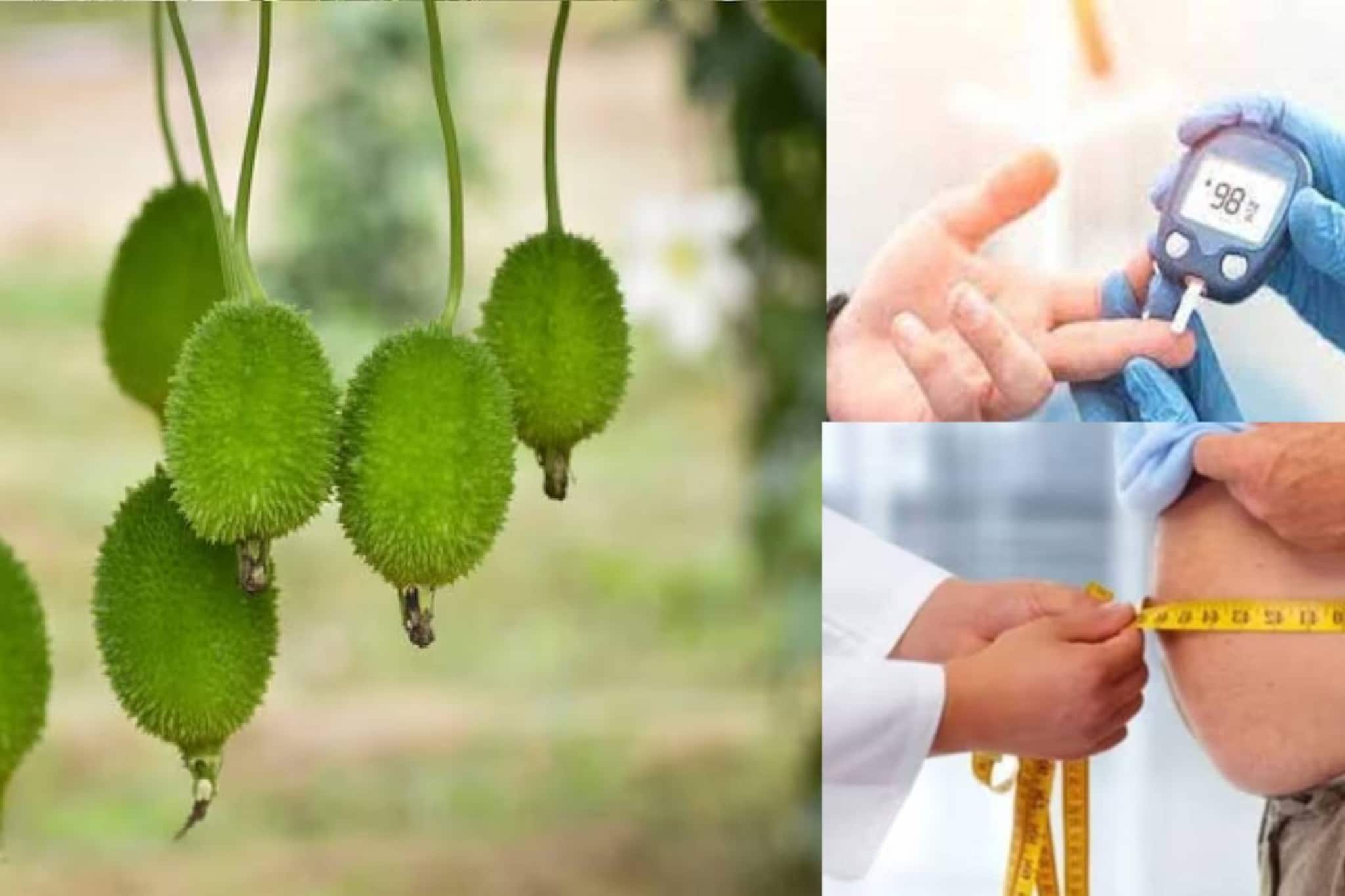 জব্দ ব্লাড সুগার, কমবে ওজন! শুধু ভাতের পাতে রাখুন ছোট্ট গোল এই সবুজ সবজি জব্দ ব্লাড সুগার, কমবে ওজন! শুধু ভাতের পাতে রাখুন ছোট্ট গোল এই সবুজ সবজি