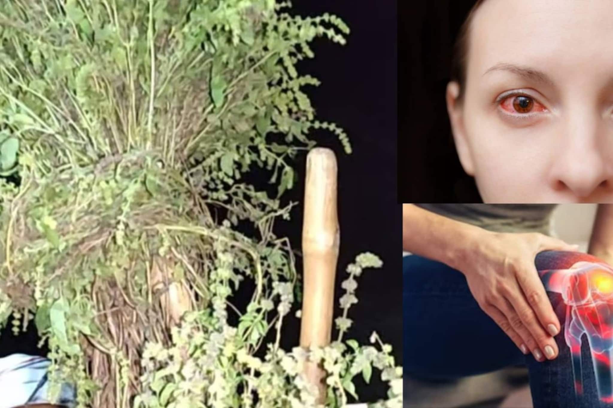 ছুঁয়েও দেখে না পশুরা! বাজারে দাম কেজিপ্রতি ২০০ টাকা! উপকারিতা জানলে আপনিও ছুটবেন কিনতে ছুঁয়েও দেখে না পশুরা! বাজারে দাম কেজিপ্রতি ২০০ টাকা! উপকারিতা জানলে আপনিও ছুটবেন কিনতে