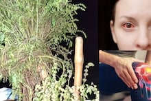 Useful Herbs: ছুঁয়েও দেখে না পশুরা! বাজারে বিক্রি হয় কেজিপ্রতি ২০০ টাকায়! উপকারিতা জানলে আপনিও ছুটবেন কিনতে