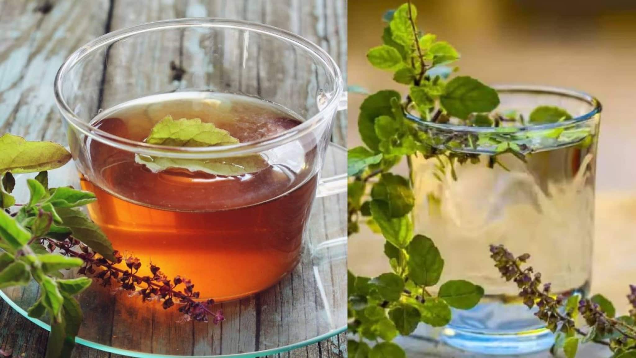 Tulsi Health Benefits: রক্ত থাকবে পরিষ্কার! ভাল হজম হয়ে সাফ পেট! শুধু তুলসীপাতা খান এভাবে! কোনও মতেই করবেন না ‘এই’ ভুল!