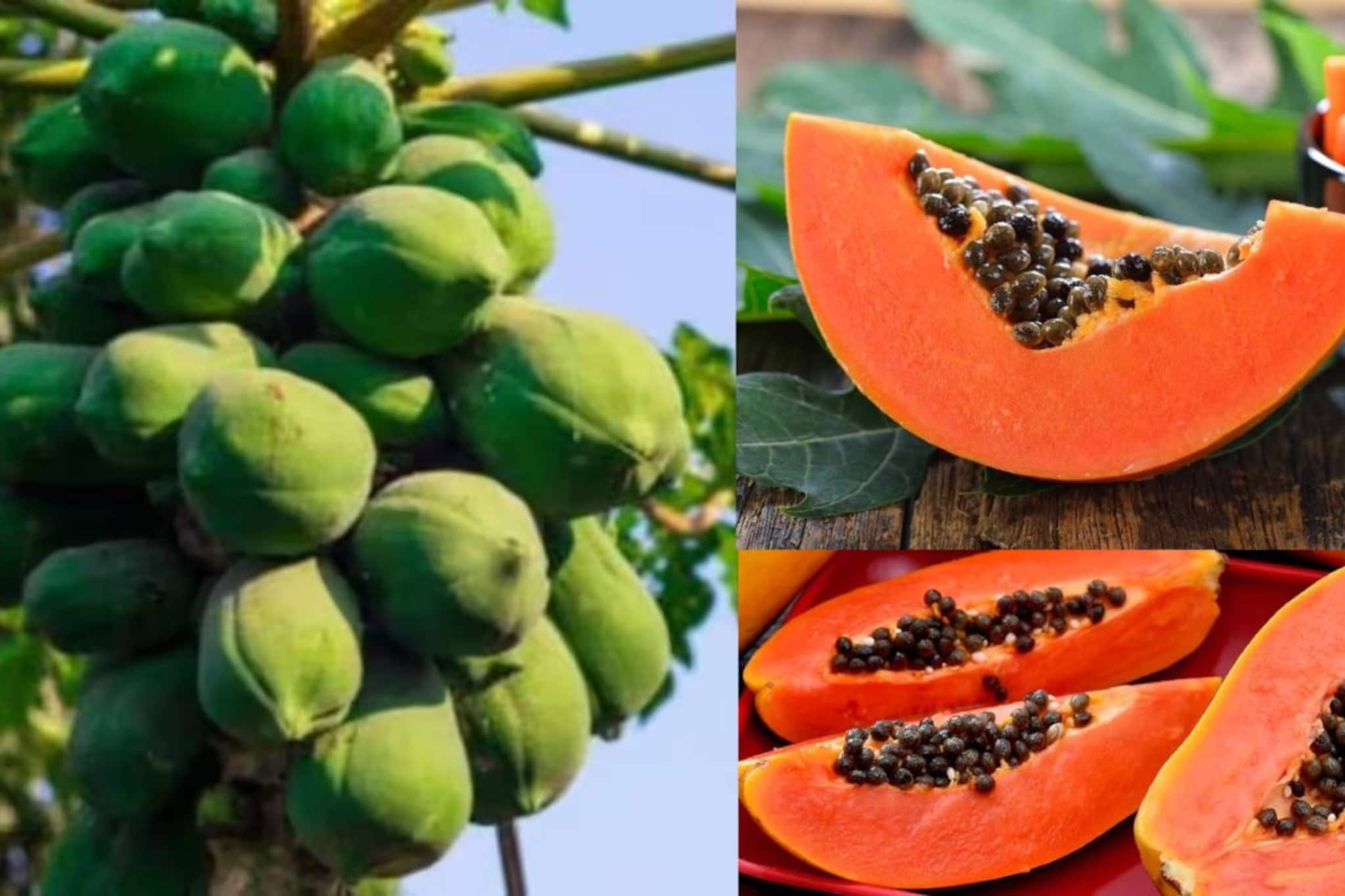 পেঁপে সকলের জন্য নয়...কারা এটা মুখে দিলেই বড় বিপদ? কারা দূরে থাকবেন? জেনে নিন পেঁপে সকলের জন্য নয়...কারা এটা মুখে দিলেই বড় বিপদ? কারা দূরে থাকবেন? জেনে নিন