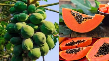 পেঁপে সকলের জন্য নয়...কারা এটা মুখে দিলেই বড় বিপদ? কারা দূরে থাকবেন? জেনে নিন