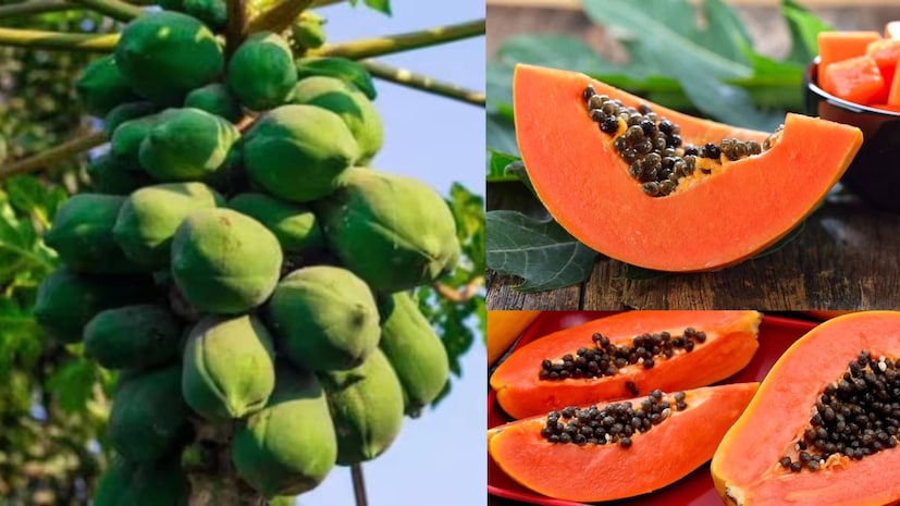 পেঁপে একটি স্বাস্থ্যকর ফল, তবে এটি কিছু লোকের জন্য ক্ষতিকারক হতে পারে। গর্ভবতী মহিলাদের (কাঁচা বা কম পাকা পেঁপে), যাদের ল্যাটেক্স অ্যালার্জি আছে, থাইরয়েড রোগী, যারা রক্ত পাতলা করার ওষুধ গ্রহণ করেন এবং কিডনিতে পাথর আছে তাদের সাবধানতার সাথে এটি খাওয়া উচিত। এটি বেশি পরিমাণে খেলে গ্যাস্ট্রোইনটেস্টাইনাল সমস্যা এবং পেট ফাঁপা হতে পারে। পেঁপে একটি স্বাস্থ্যকর ফল, তবে এটি কিছু লোকের জন্য ক্ষতিকারক হতে পারে। গর্ভবতী মহিলাদের (কাঁচা বা কম পাকা পেঁপে), যাদের ল্যাটেক্স অ্যালার্জি আছে, থাইরয়েড রোগী, যারা রক্ত পাতলা করার ওষুধ গ্রহণ করেন এবং কিডনিতে পাথর আছে তাদের সাবধানতার সাথে এটি খাওয়া উচিত। এটি বেশি পরিমাণে খেলে গ্যাস্ট্রোইনটেস্টাইনাল সমস্যা এবং পেট ফাঁপা হতে পারে।