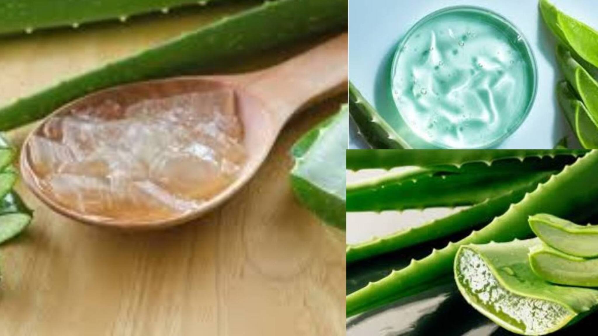 Dandruff & Pimple Home Remedies:পাতার কয়েক ফোঁটা রসেই সারবে ব্রণ! কমবে খুশকি! কোষ্ঠকাঠিন্য, অম্বল থেকে মুক্তি...চিনুন আপনার মুশকিল আসান এই গাছকে