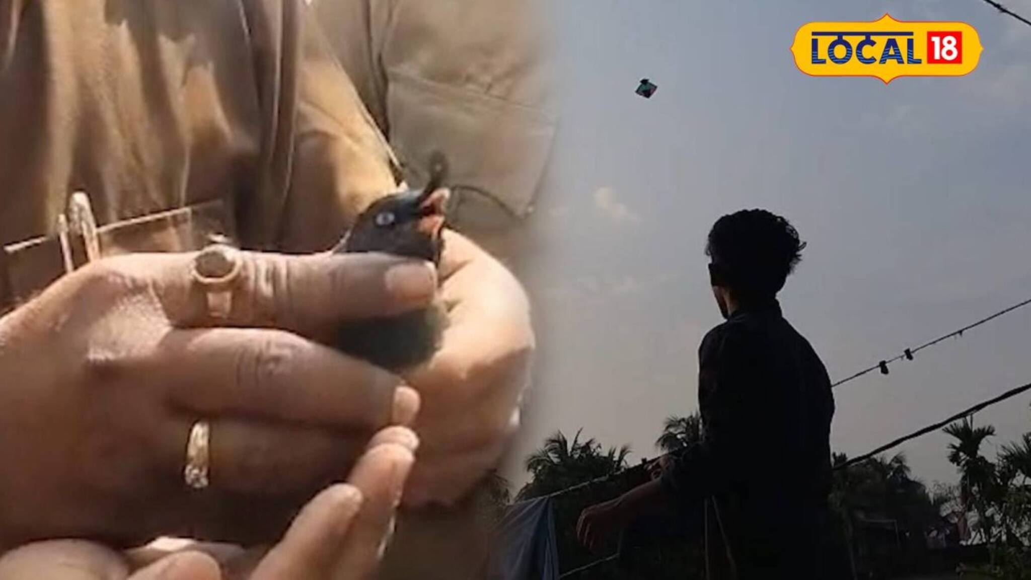 মাঞ্জা সুতোয় জড়িয়ে ছটফটানি-চিৎকার! হাবরায় ছোট্ট শালিকের মর্মান্তিক পরিণতি