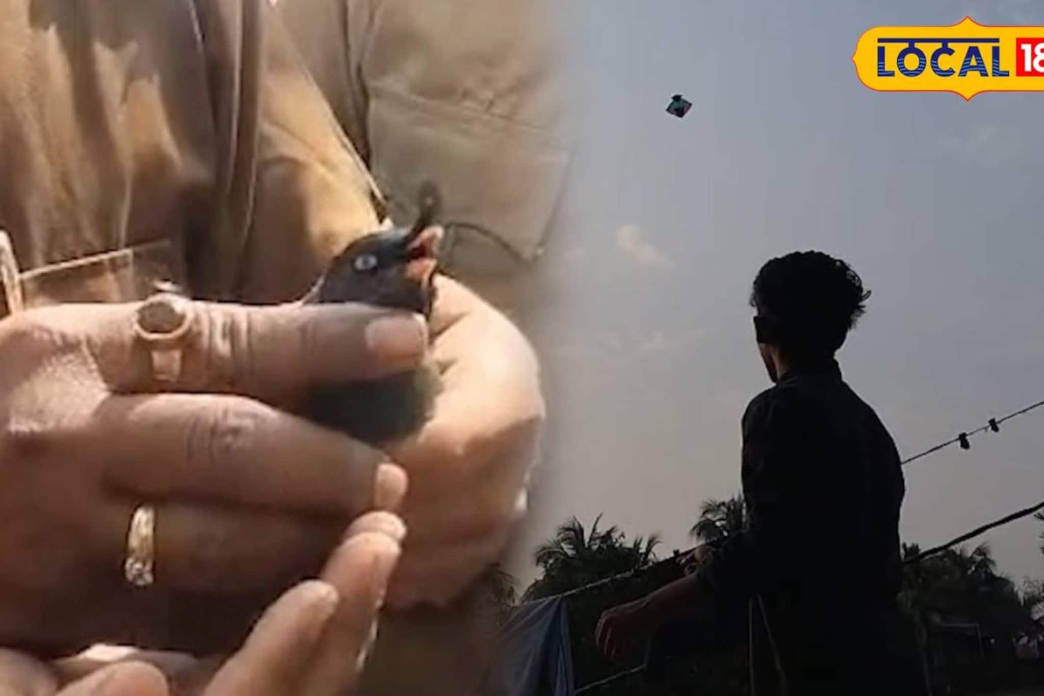 মাঞ্জা সুতোয় জড়িয়ে ছটফটানি-চিৎকার! হাবরায় ছোট্ট শালিকের মর্মান্তিক পরিণতি মাঞ্জা সুতোয় জড়িয়ে ছটফটানি-চিৎকার! হাবরায় ছোট্ট শালিকের মর্মান্তিক পরিণতি