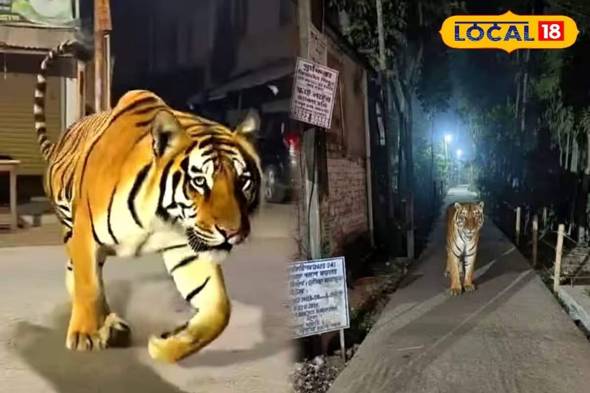 গোবরডাঙায় বাঘের আতঙ্ক! জনগণের উদ্দেশে প্রশাসন কী বলছে জানুন