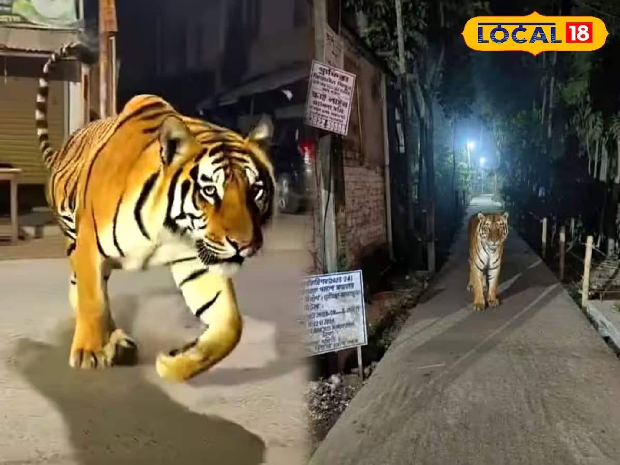 গোবরডাঙায় বাঘের আতঙ্ক! জনগণের উদ্দেশে প্রশাসন কী বলছে জানুন