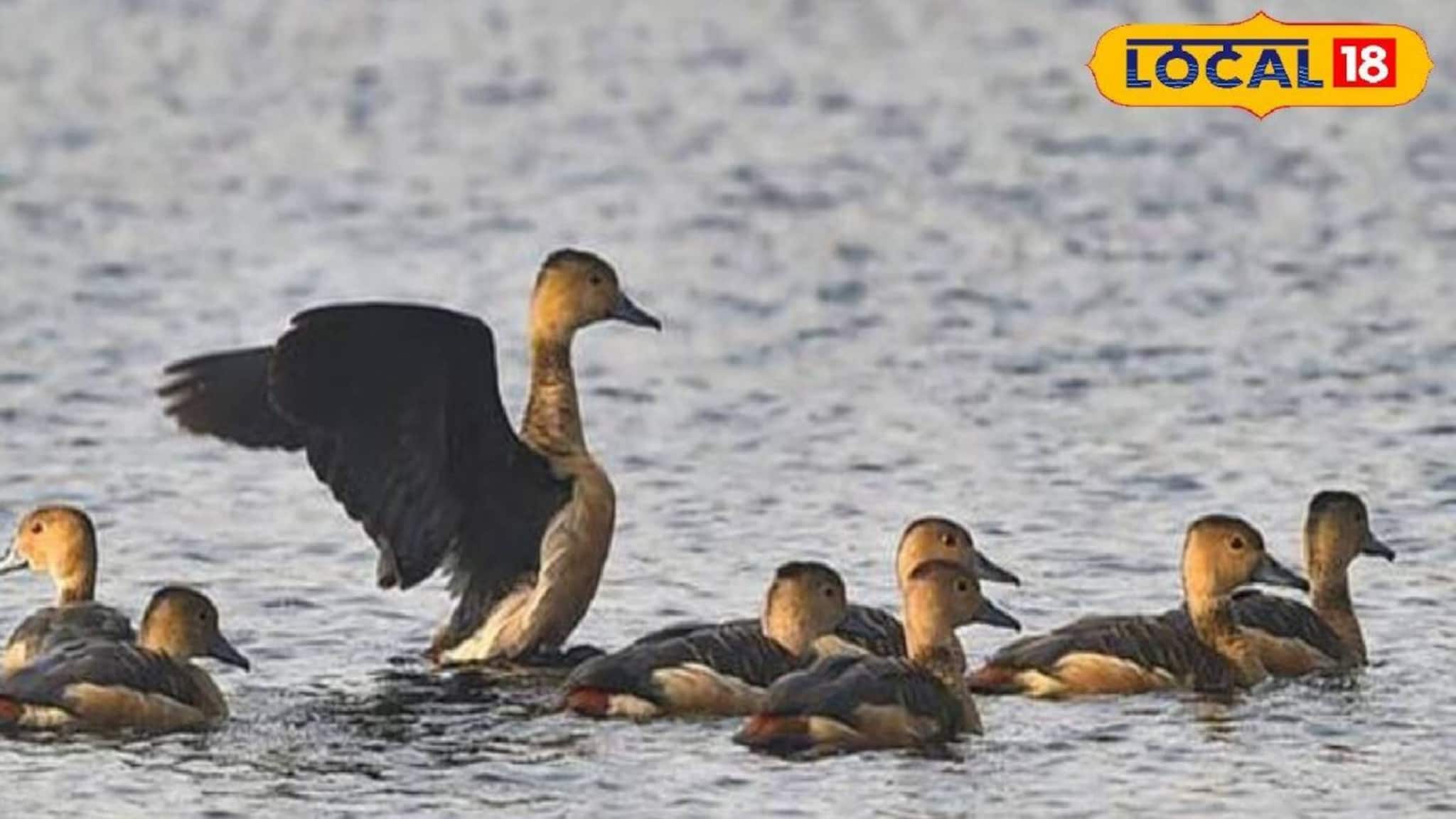 দুই দিনাজপুরে মন খারাপ করা ছবি! লাফিয়ে কমল 'শীতকালীন অতিথি'দের সংখ্যা