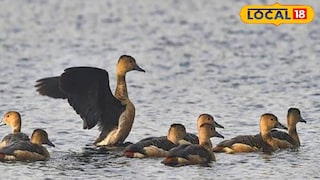 পরিযায়ী পাখি | প্রতীকী ছবি পরিযায়ী পাখি | প্রতীকী ছবি