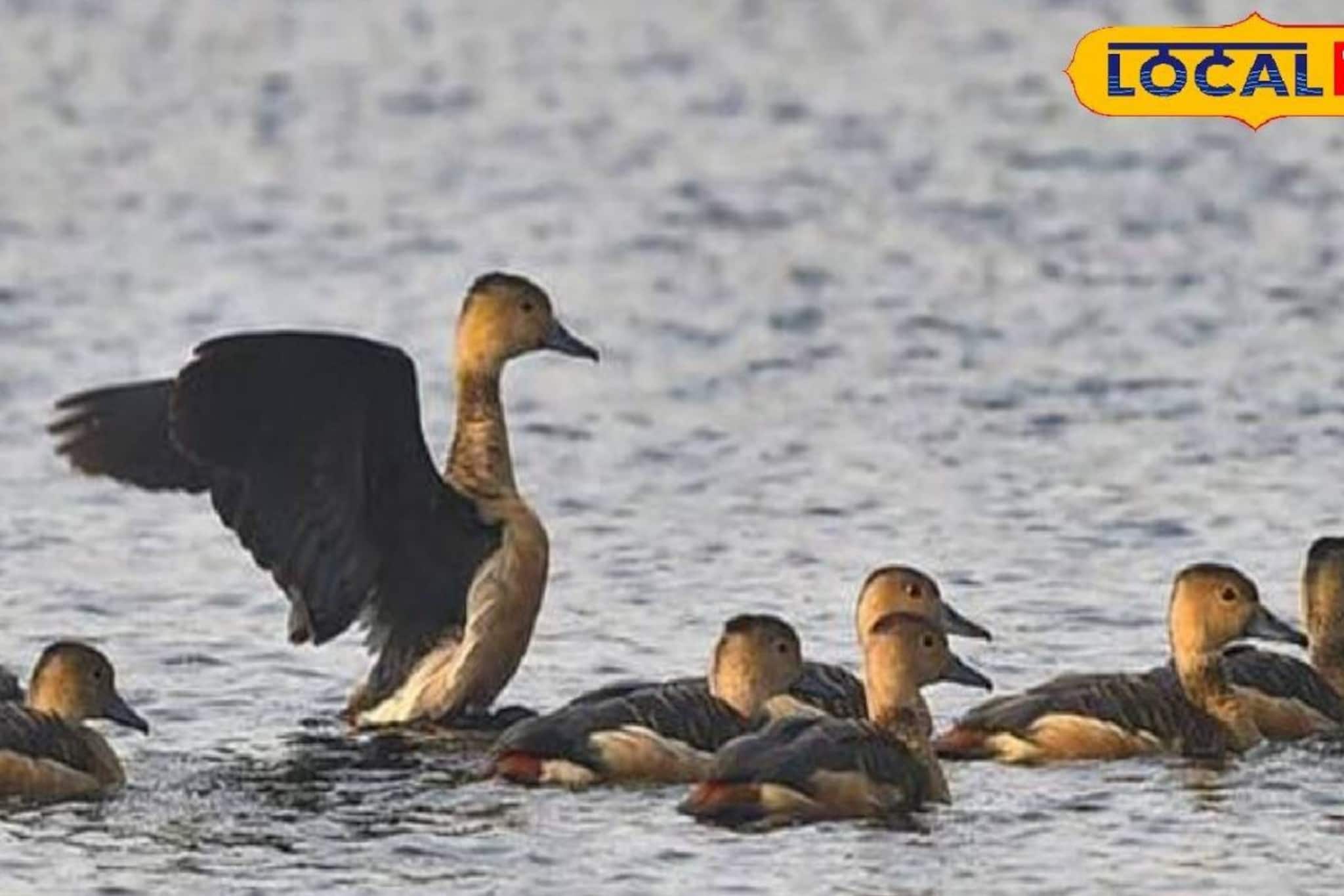 দুই দিনাজপুরে মন খারাপ করা ছবি! লাফিয়ে কমল 'শীতকালীন অতিথি'দের সংখ্যা