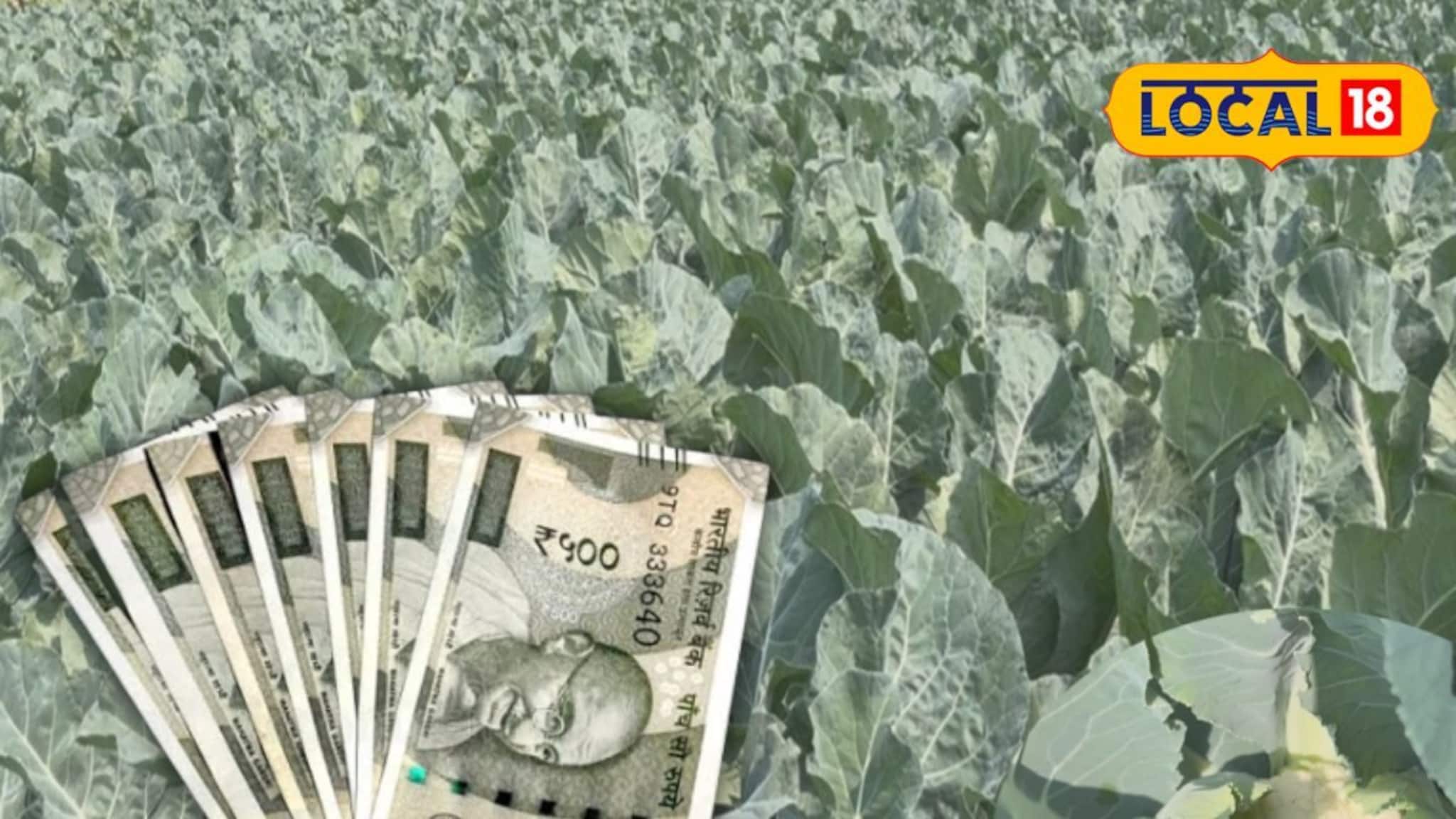 Off-Season Vegetable Farming: অসময়ে ফুলকপি-বাঁধাকপি চাষ! অঢেল লাভের মুখ দেখার সুযোগ চাষিদের, শুধু জানতে হবে এইসব টিপস