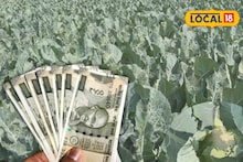 Off-Season Vegetable Farming: অসময়ে ফুলকপি-বাঁধাকপি চাষ! অঢেল লাভের মুখ দেখার সুযোগ চাষিদের, শুধু জানতে হবে এইসব টিপস