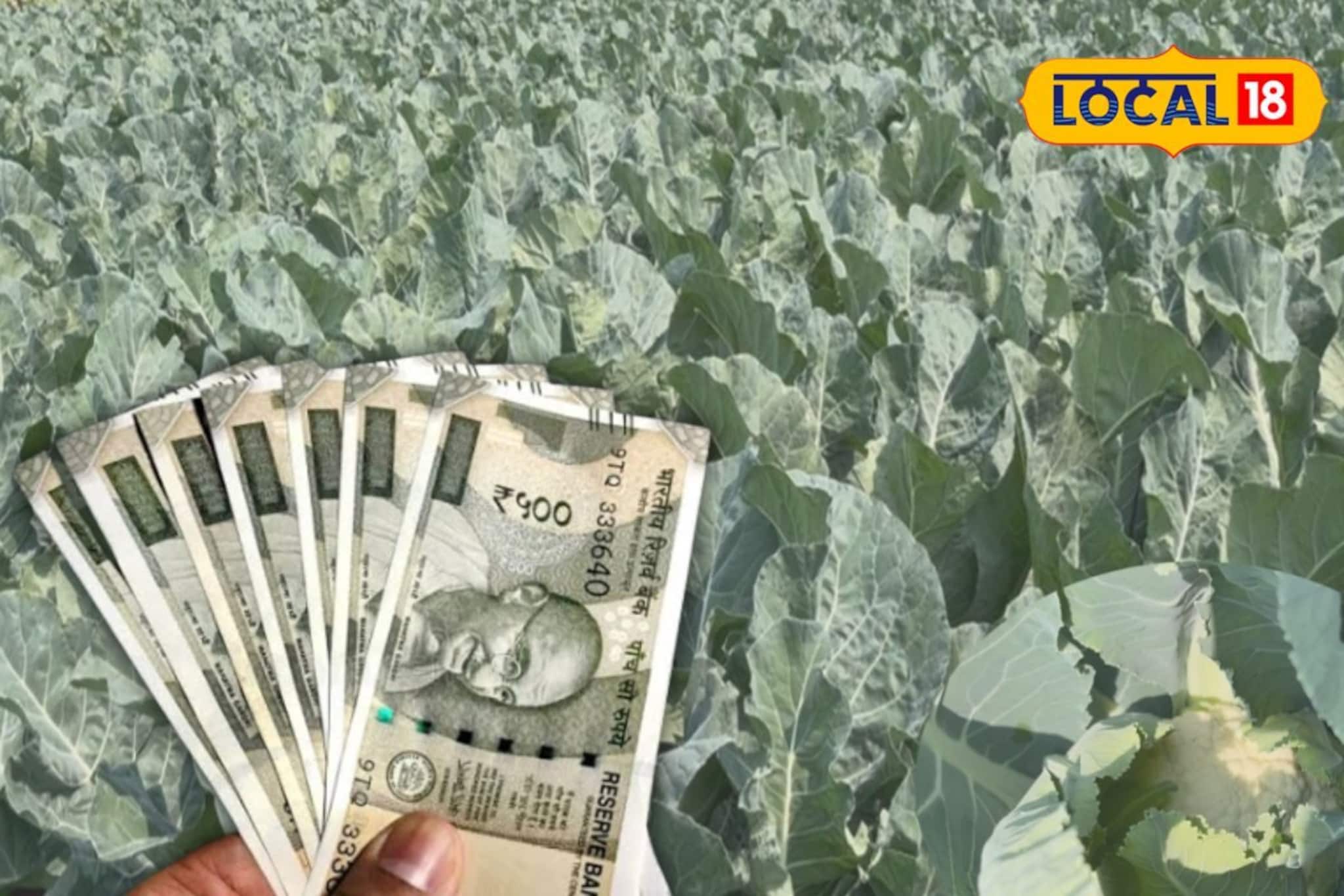 অসময়ে ফুলকপি-বাঁধাকপি চাষ! অঢেল লাভের মুখ দেখার সুযোগ চাষিদের, শুধু জানতে এইসব টিপস