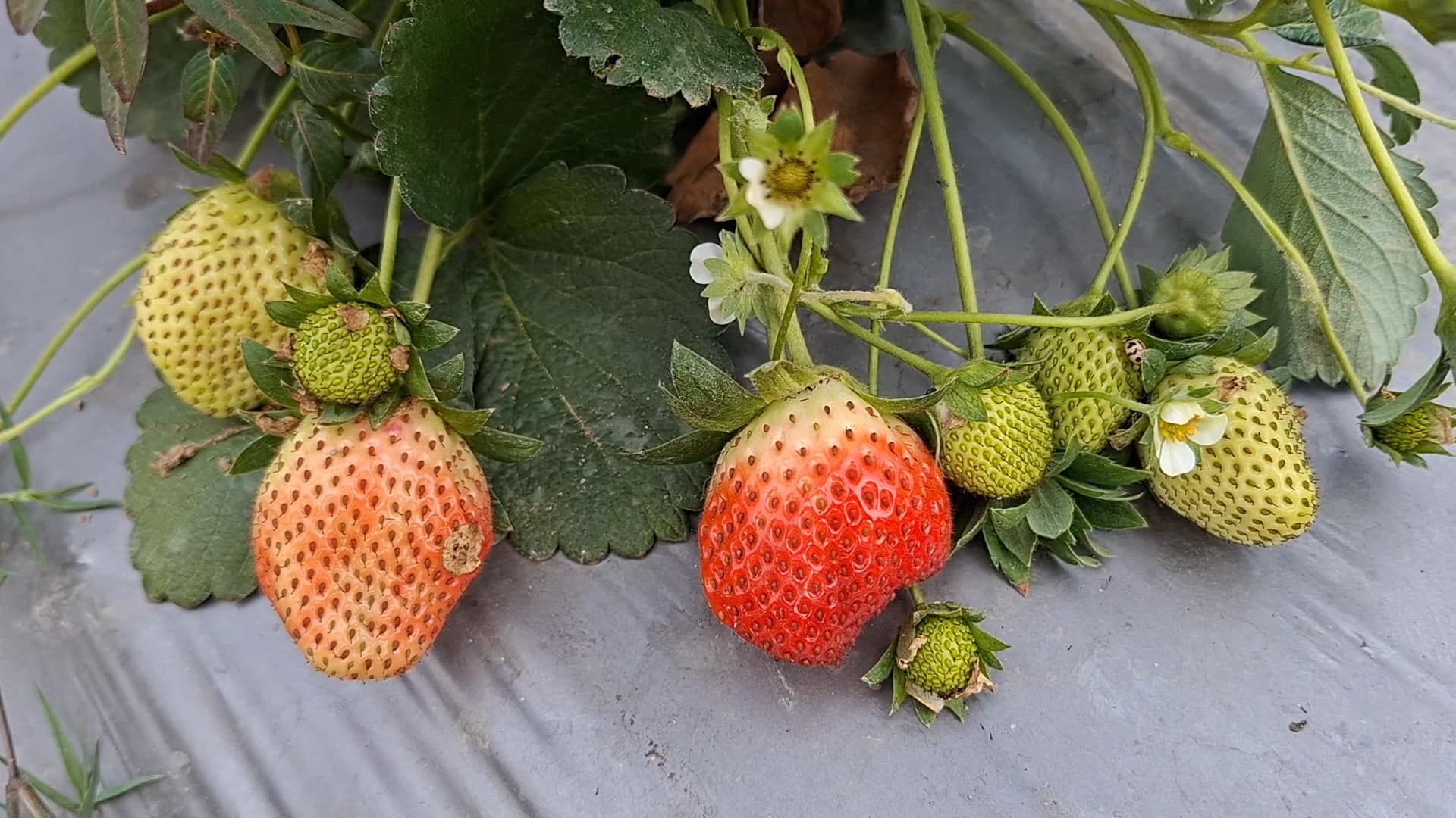 অর্গানিক স্ট্রবেরি