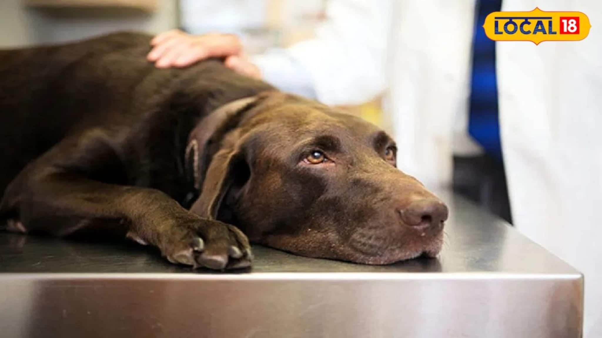 Dog Health: প্রাণঘাতী পারভো ভাইরাস ছড়ানোর মোক্ষম সময় এটি, সংক্রমণ থেকে প্রিয় পোষ্যকে বাঁচাতে কী করবেন? রইল পশু চিকিৎসকের পরামর্শ