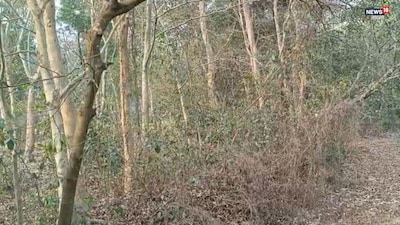 पिंगला में स्कूल के पीछे रहस्यमय मौत: पेड़ से लटका मिला शव, वित्तीय दबाव में आत्महत्या की आशंका.